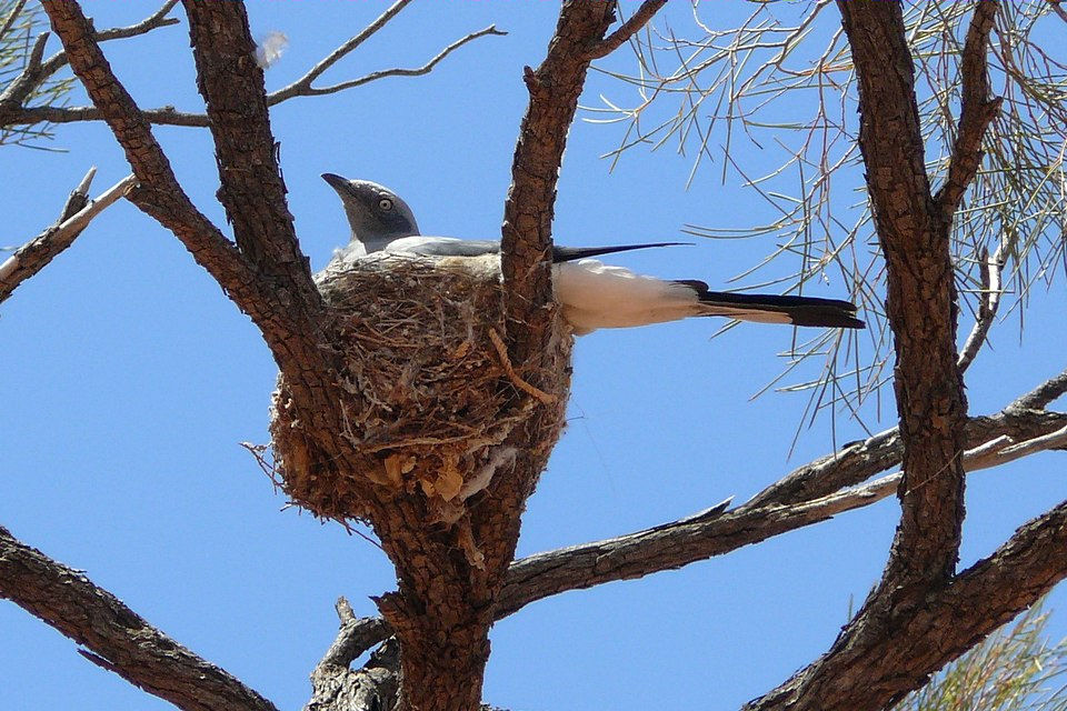 Ground Cuckoo-shrike (Coracina maxima)